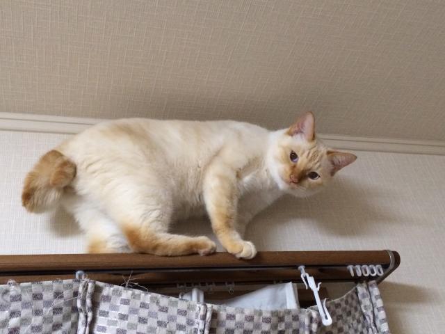 はく