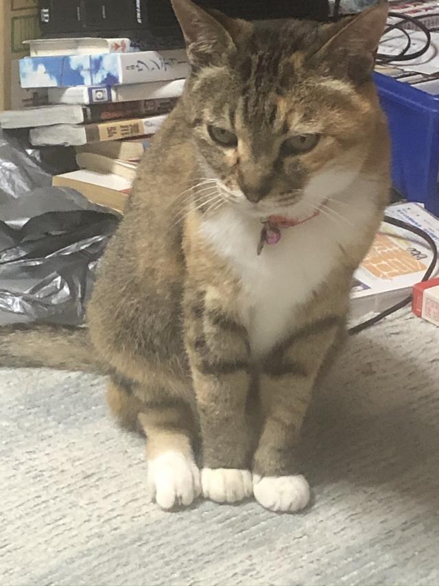 ちー