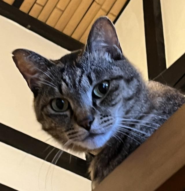 クロンボ