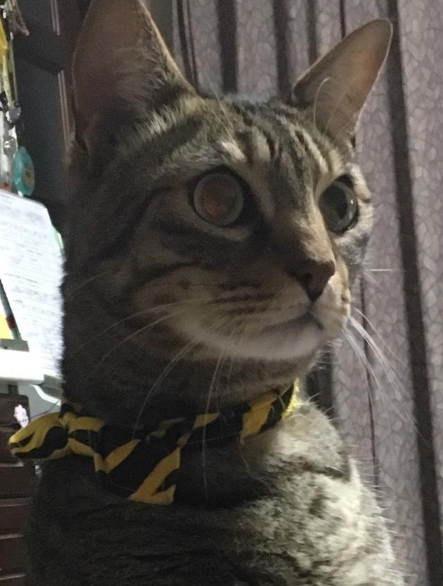 ジェームス