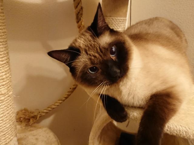 りゅう
