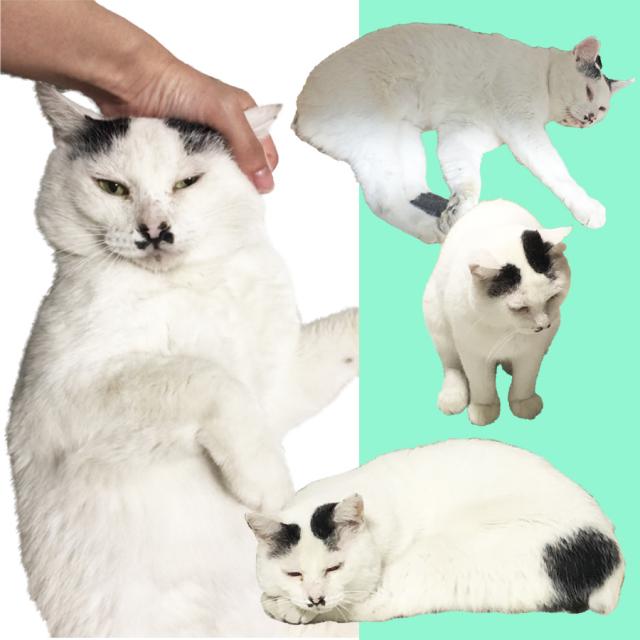 だいふく