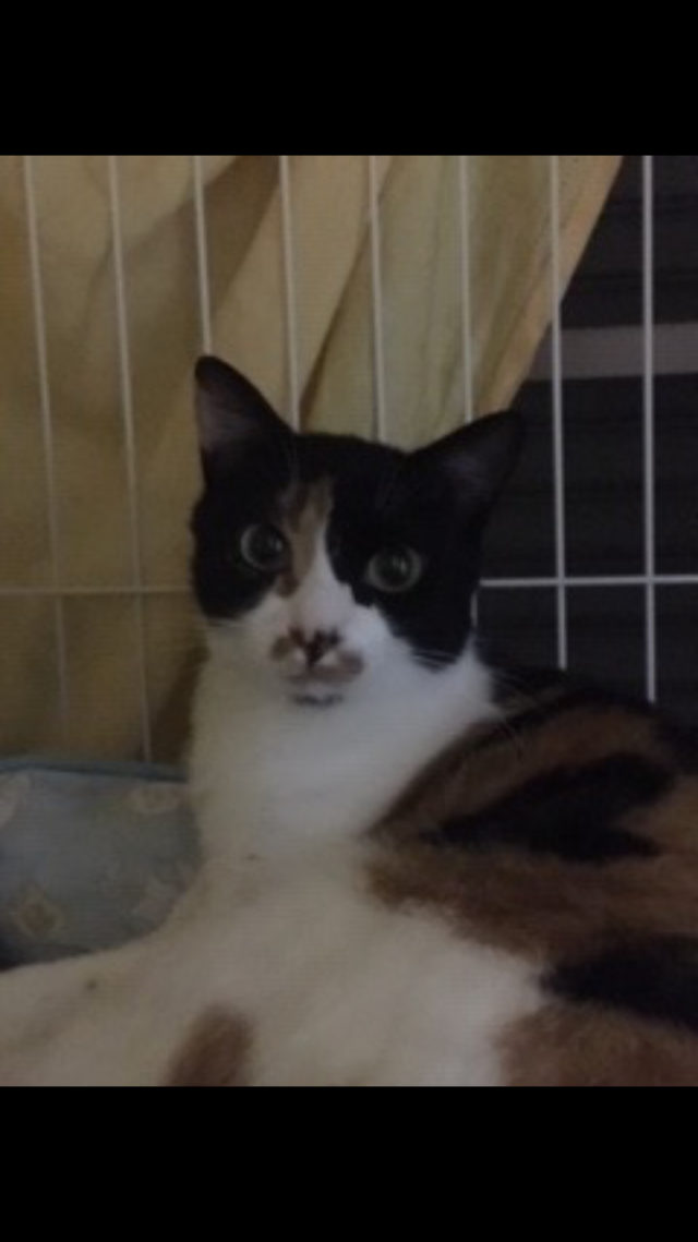 チロちゃん