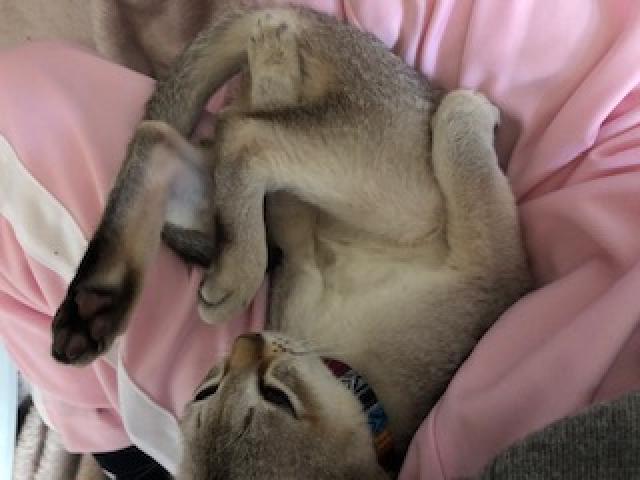 マー君