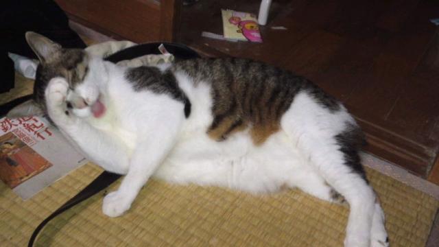 ぱせり