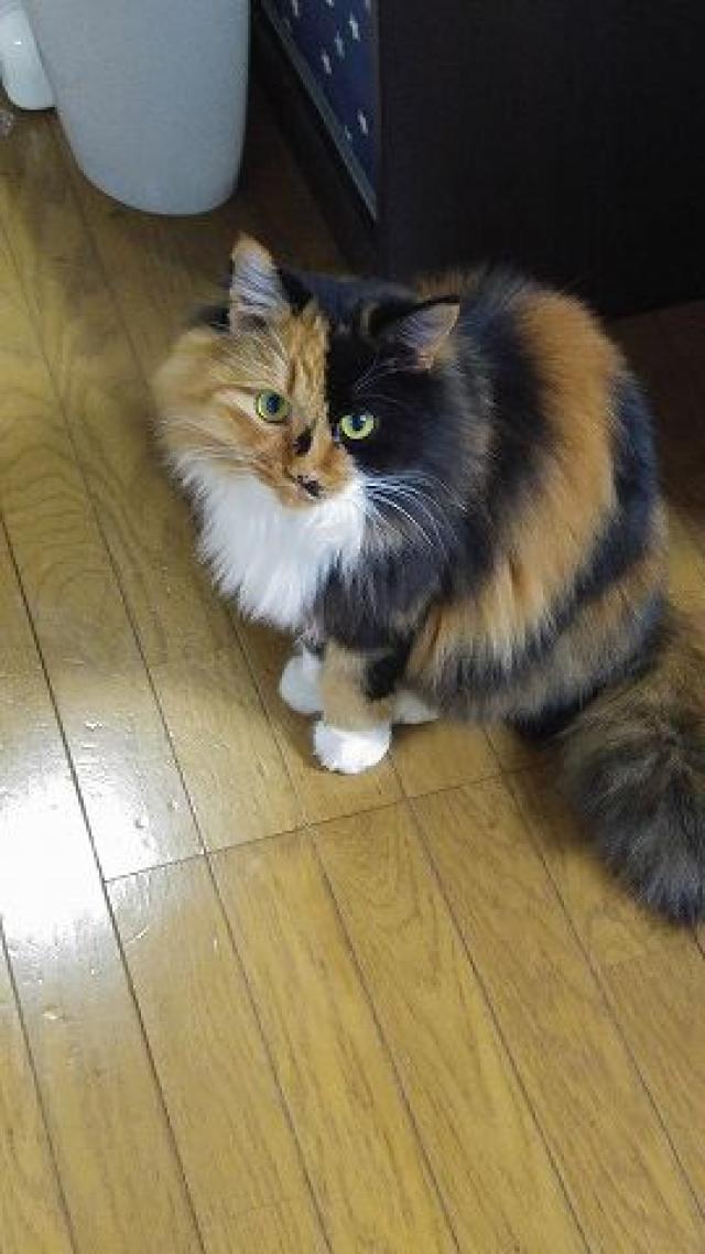 みけにゃん