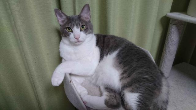 ミカ