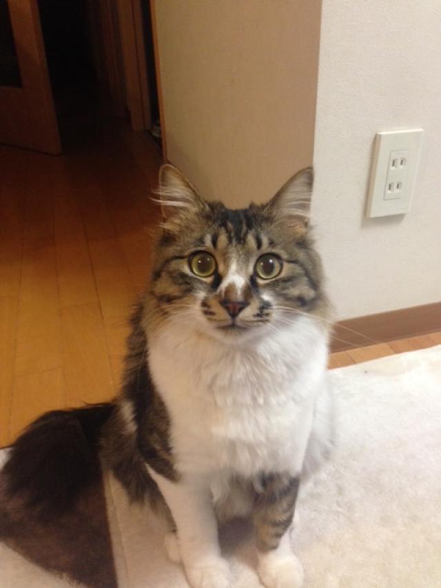 ハル