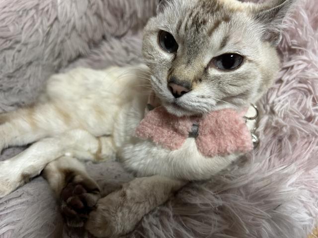 ハク