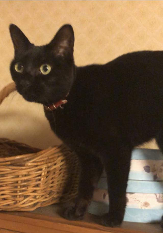 ニコ