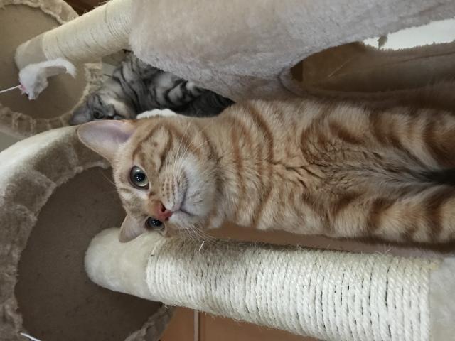 キング