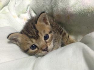 メンディ