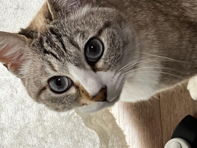 みみこ
