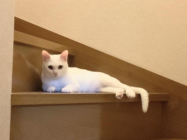 みかん