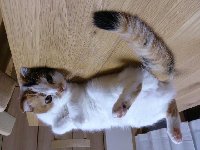 ねこすけ