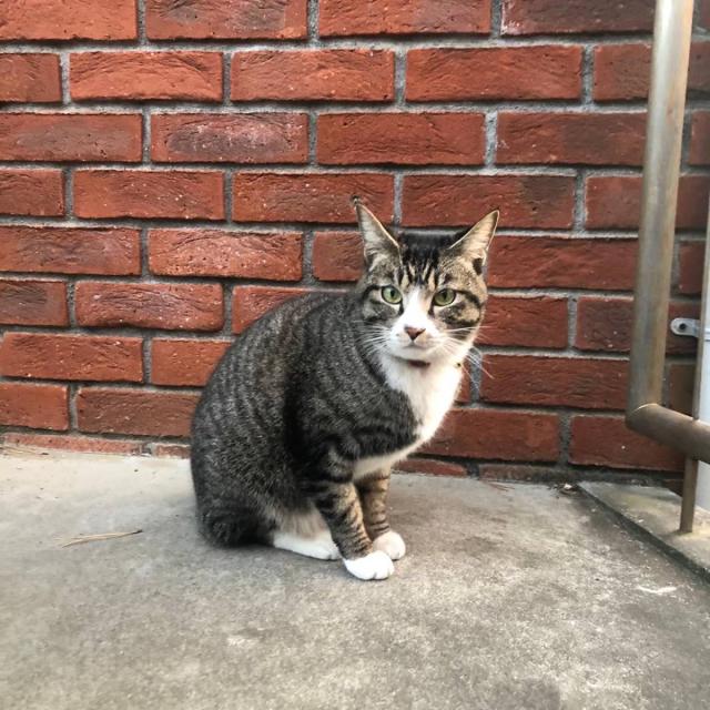 マコ