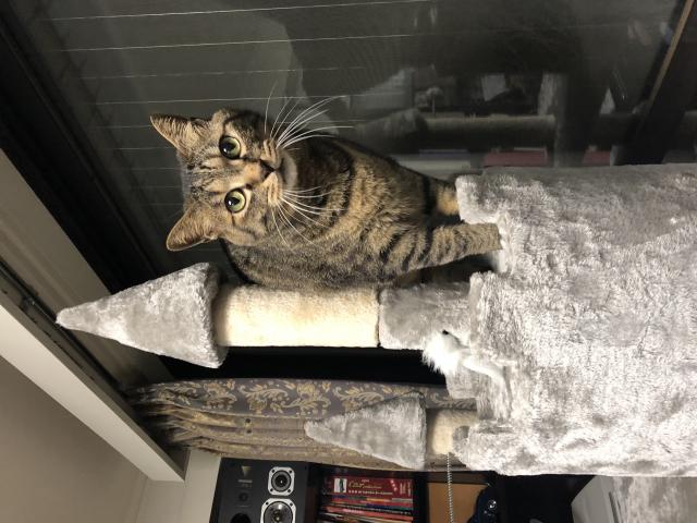 べべ