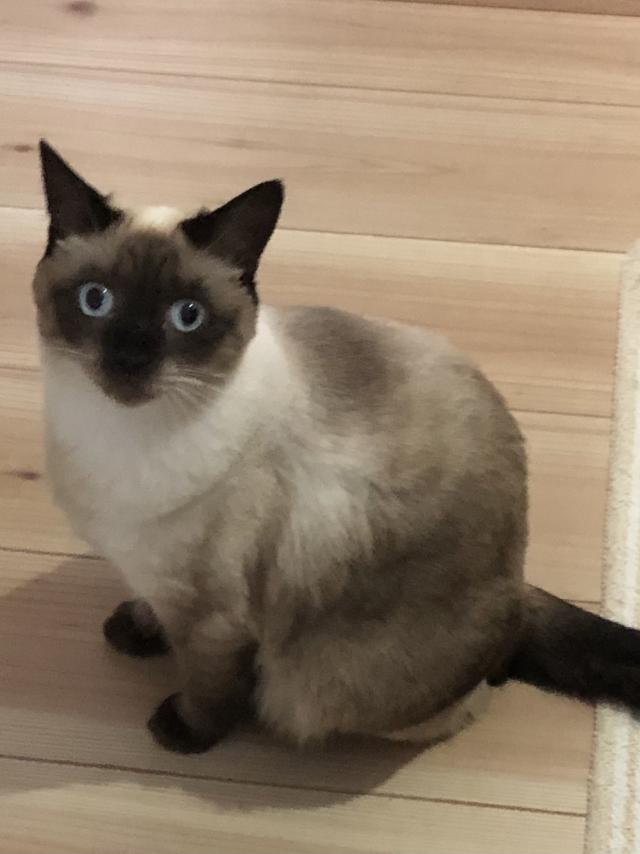 シエル