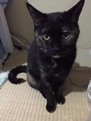 にゃんち