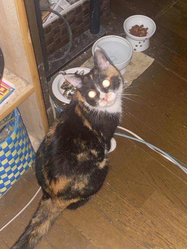 鳥栖市でミケ猫を探しています。