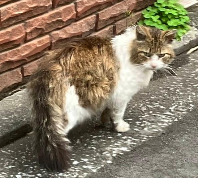 ライオン