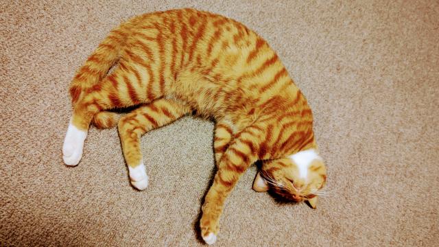 きなこ