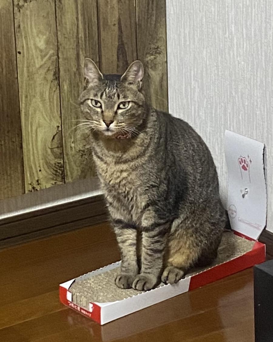 チコ