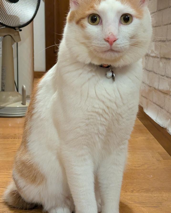 モンベル