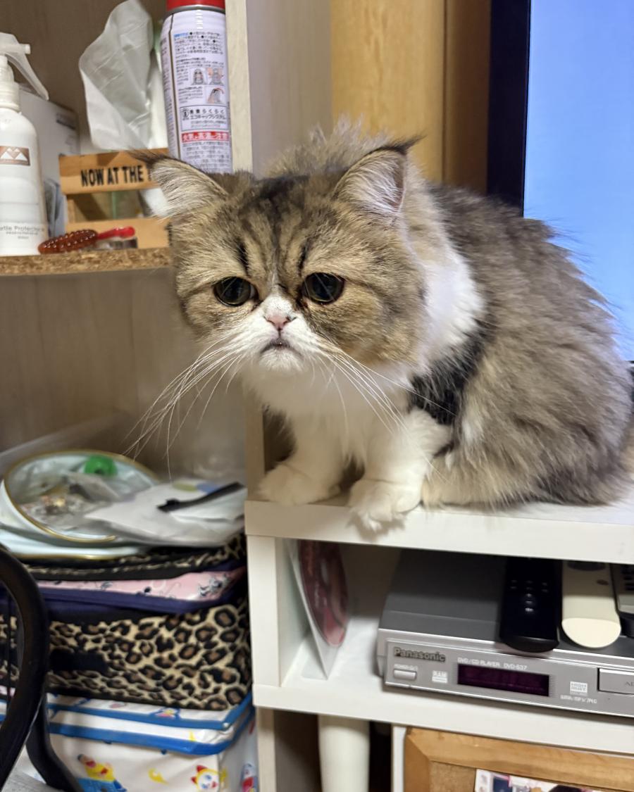 ルナ