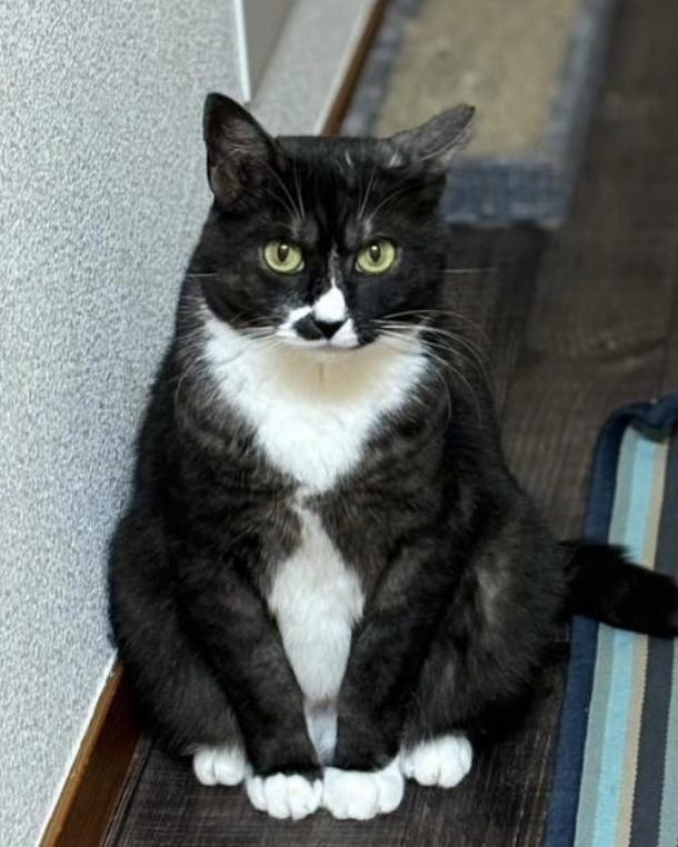 パンダ