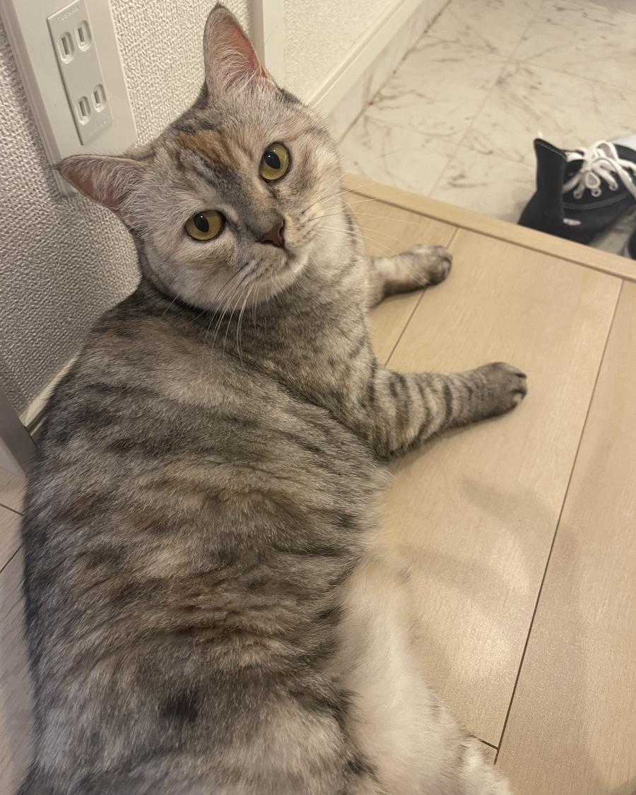 ミルキー