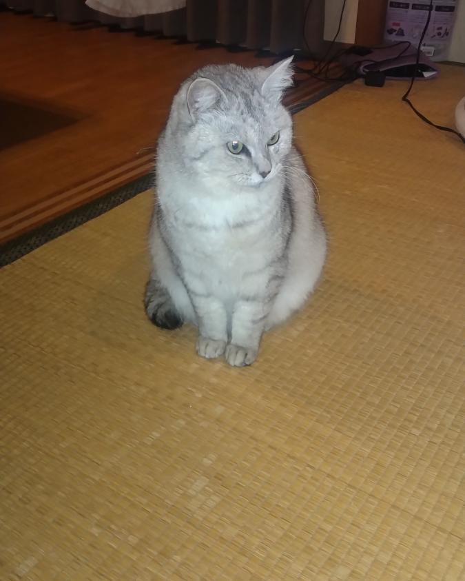 おぼん