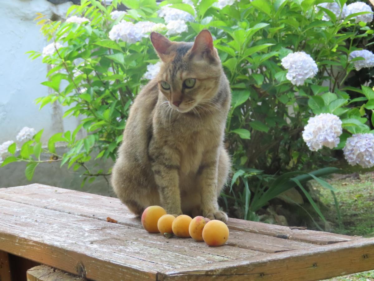 シマ