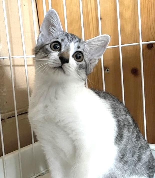 なし