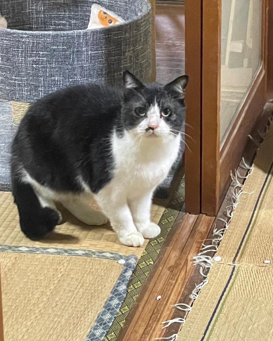 ちょび
