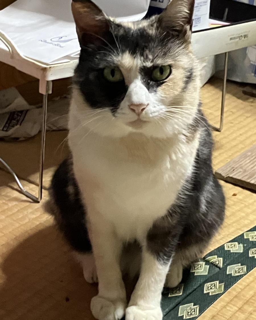 リズ