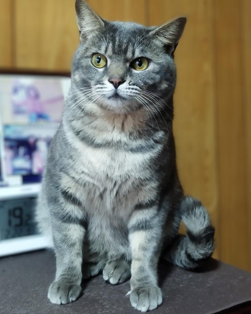 トラ