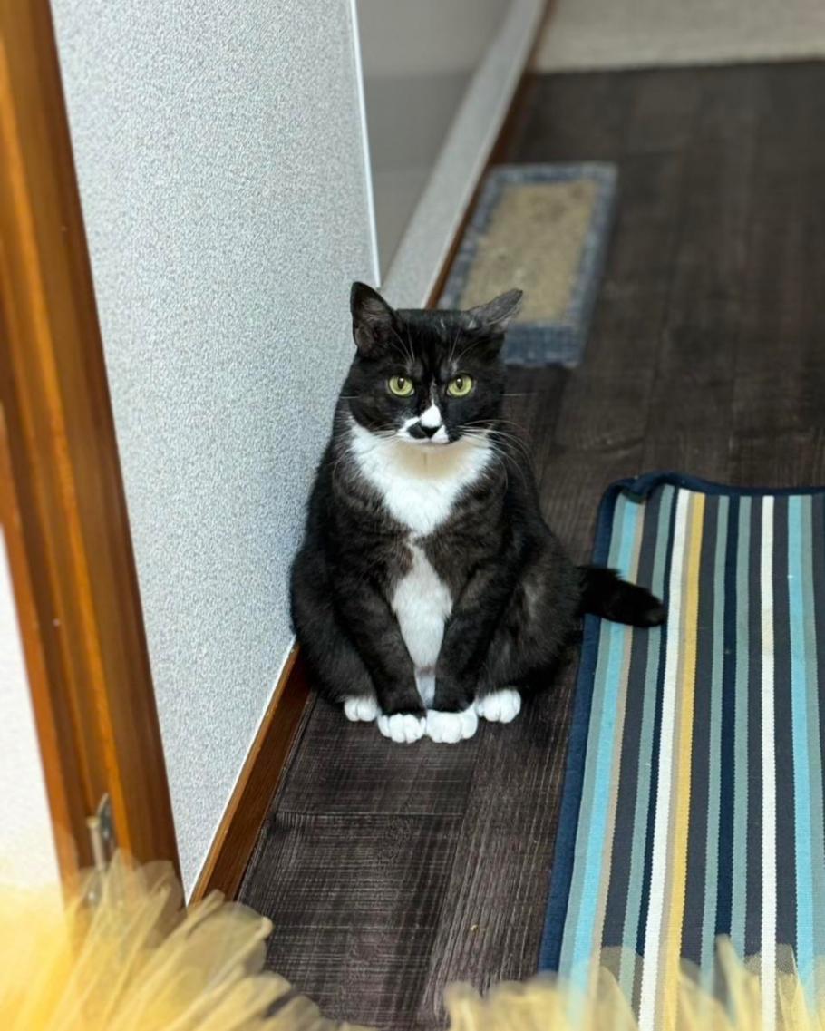 パンダ