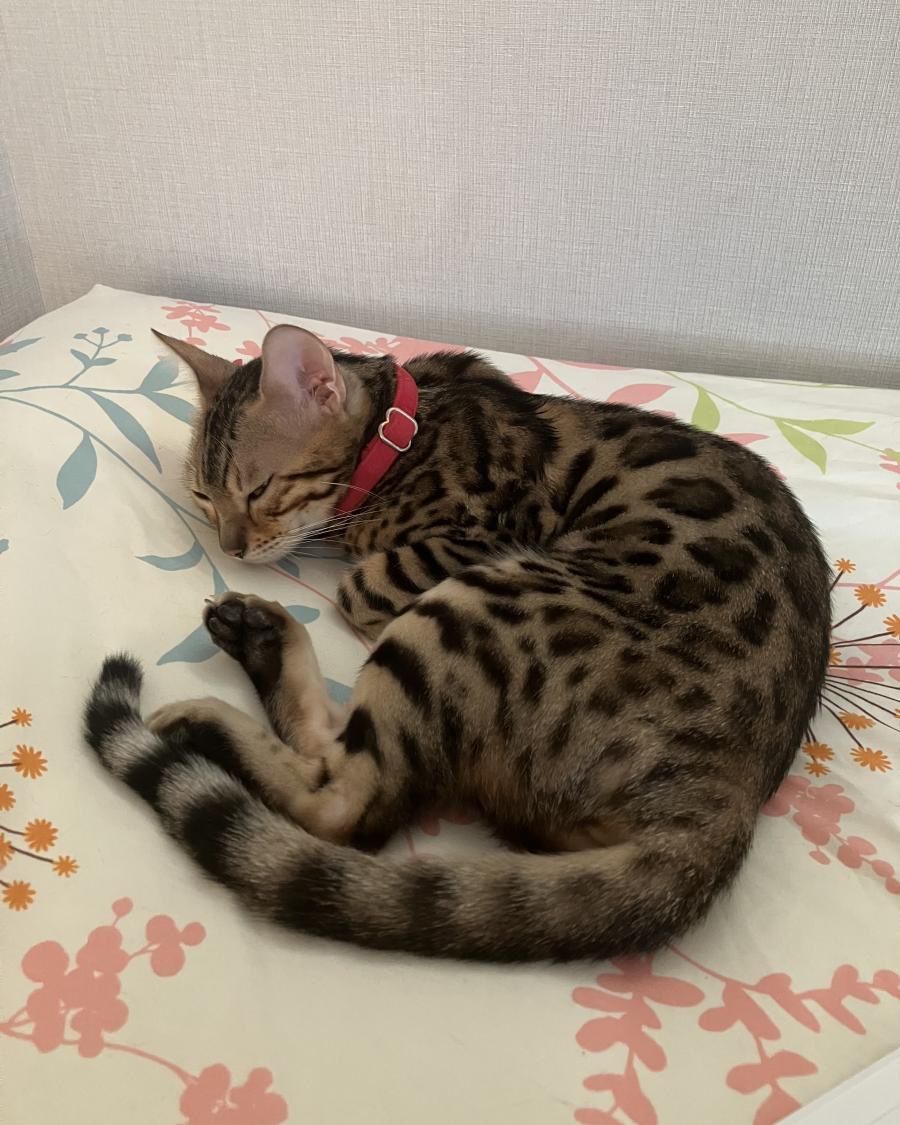 いお