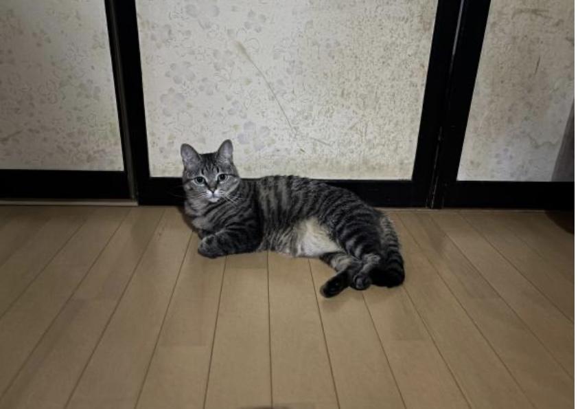 のすちゃん