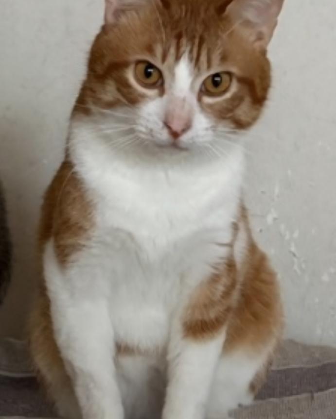 ぴの