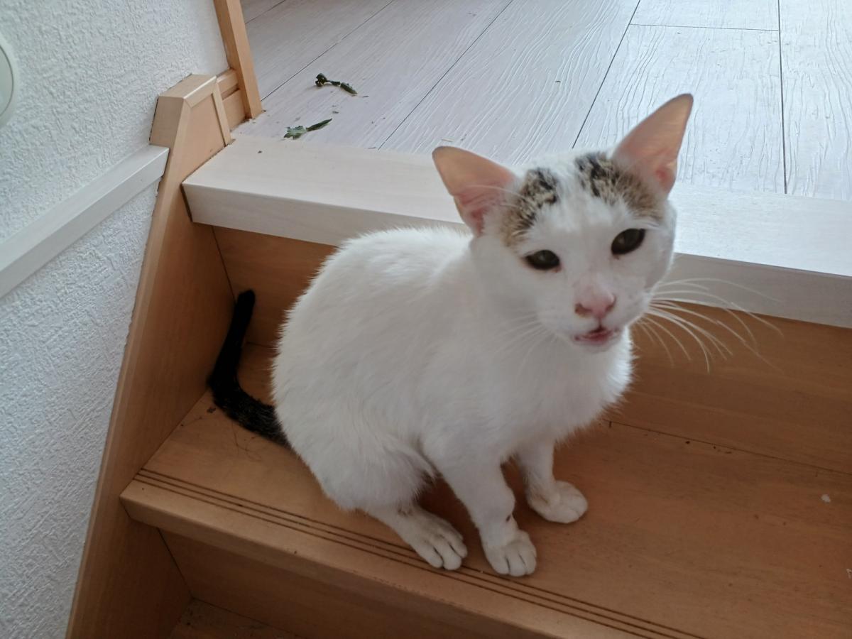 みーたん