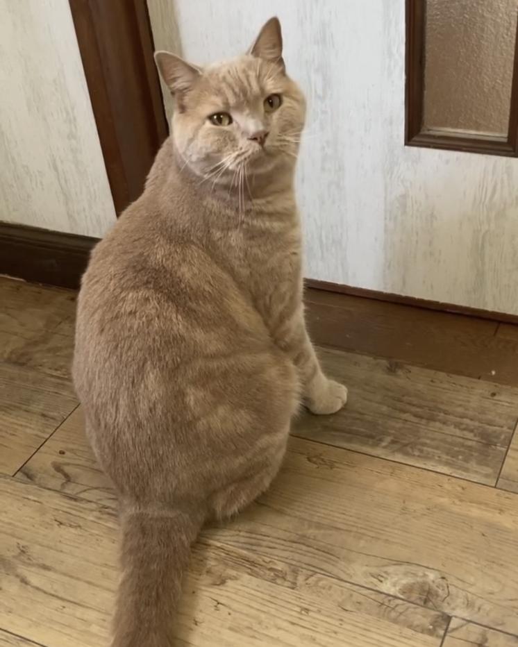 シオ