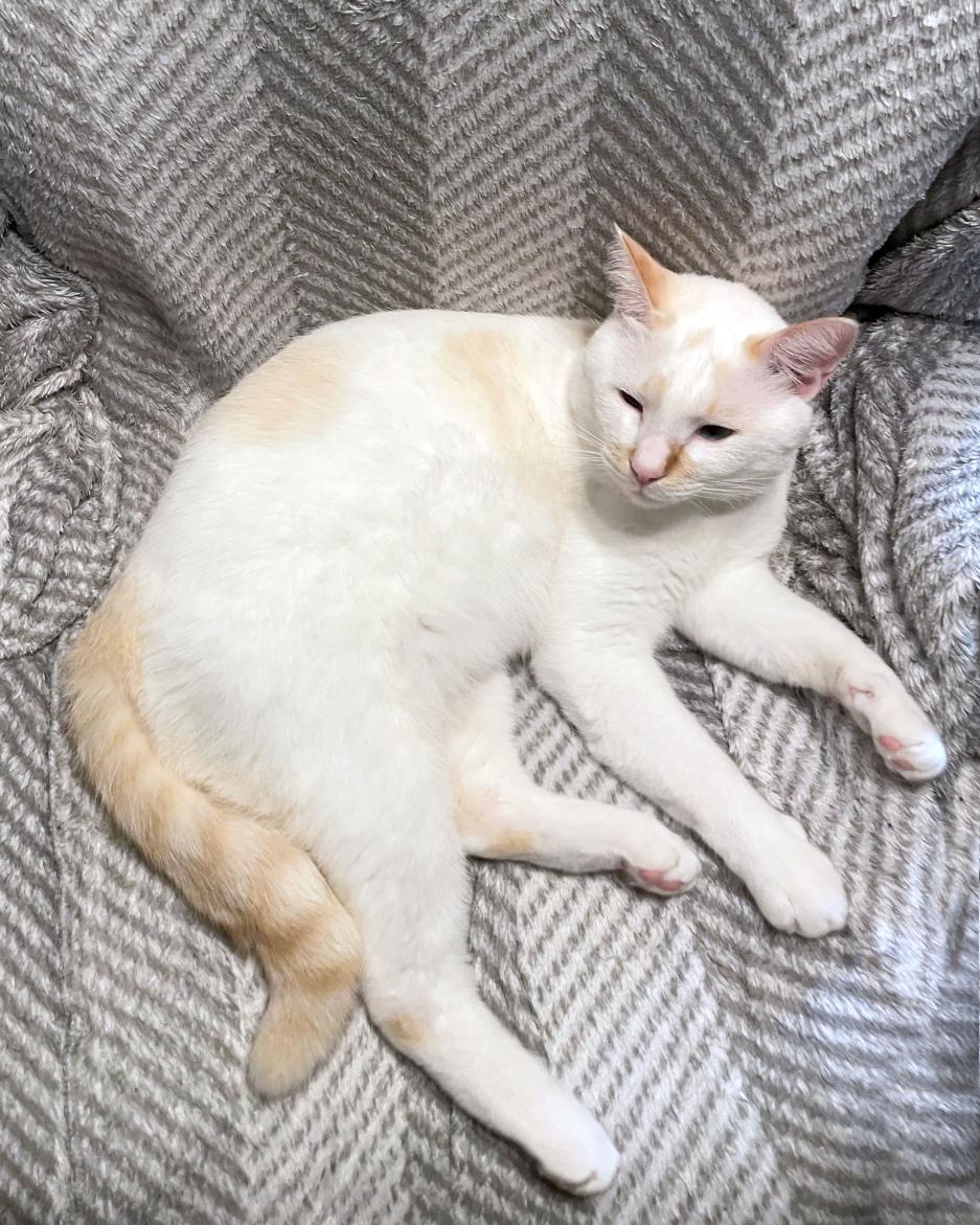 シロ