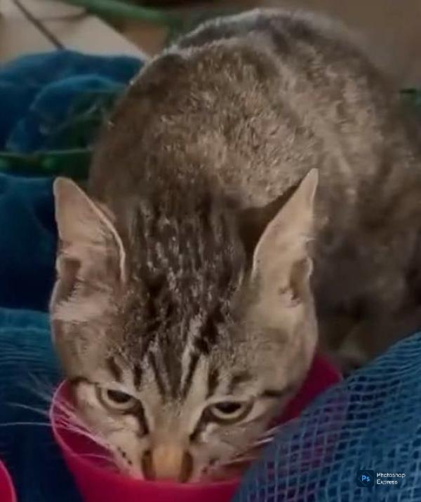 交通事故にあった外猫