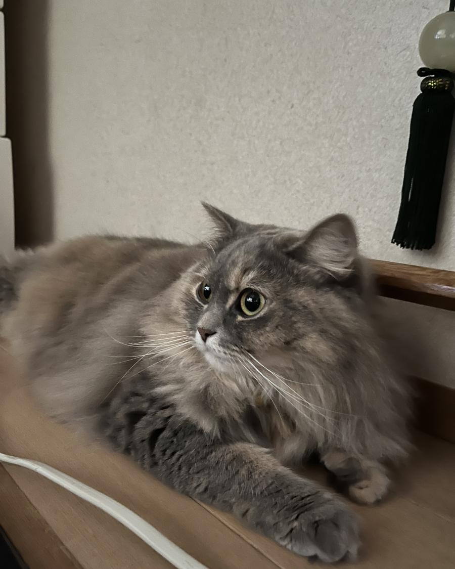 ルーモス