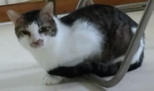 うた
