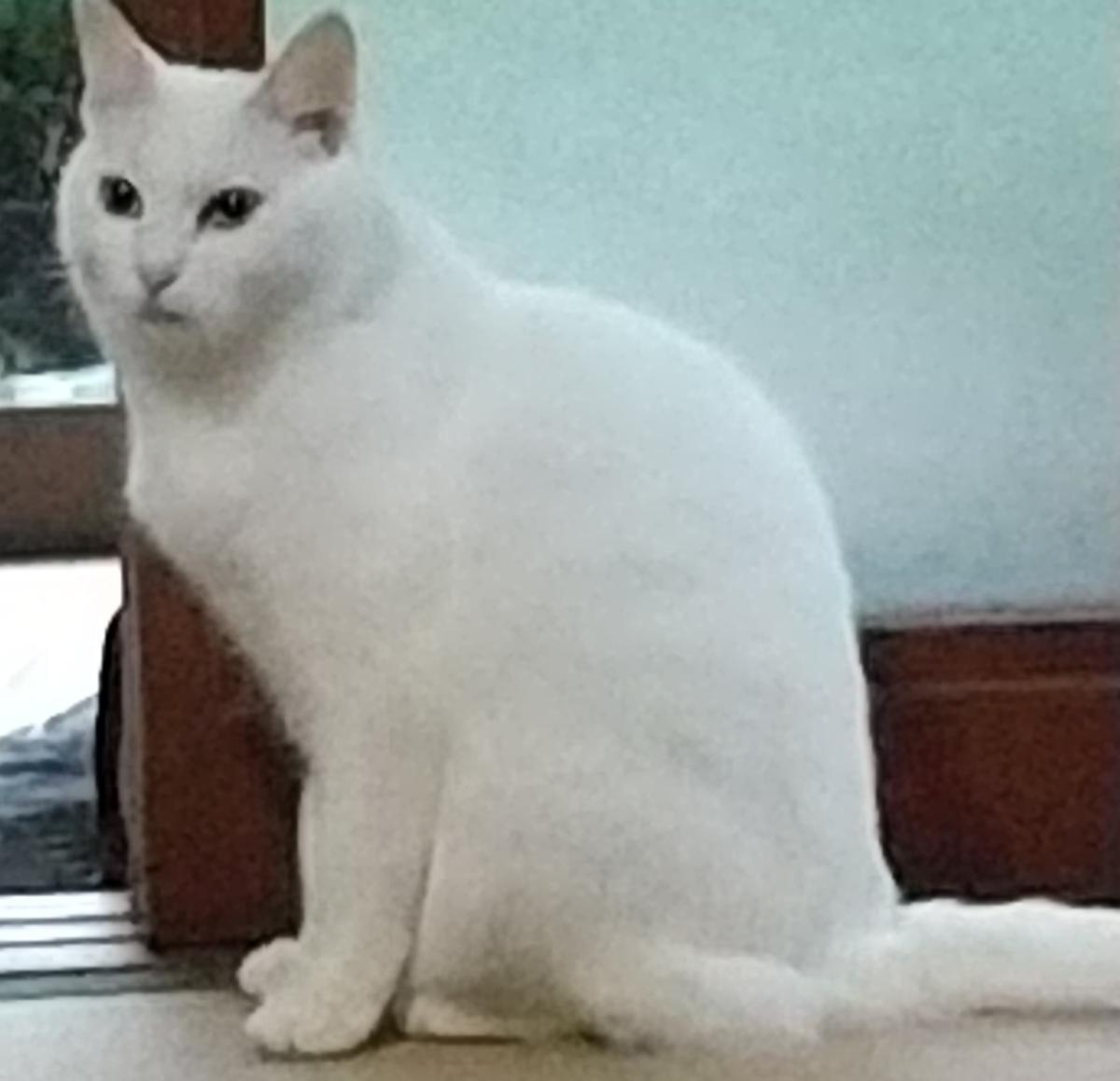 シロ