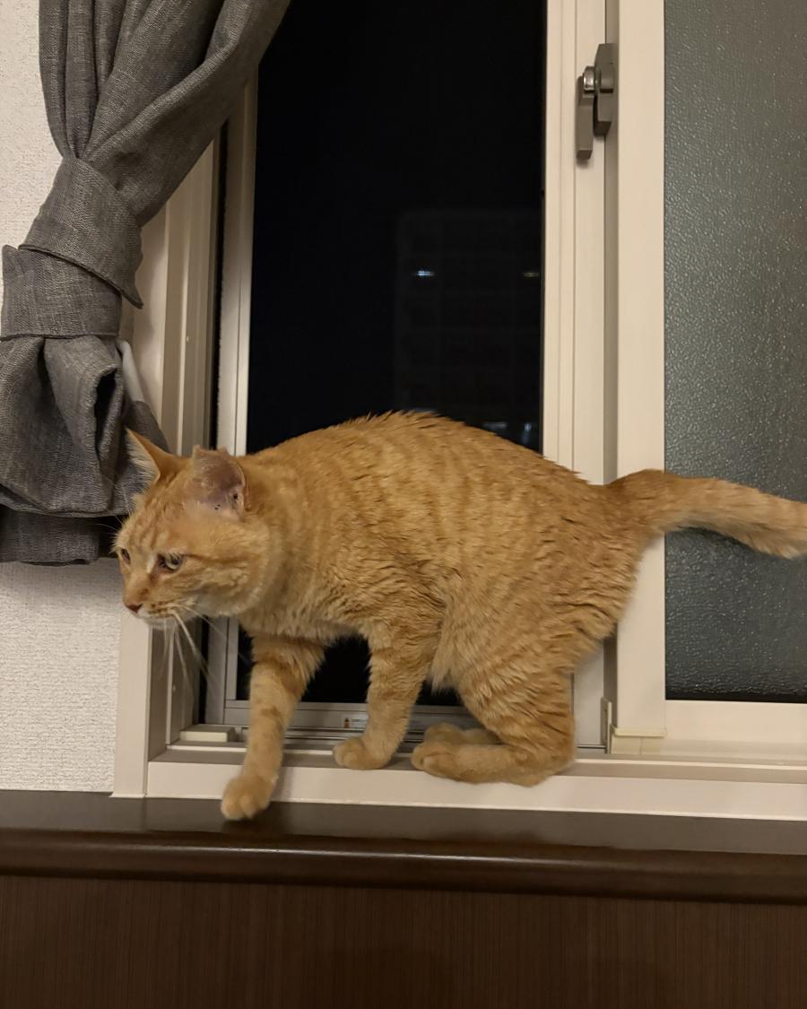 ひめ