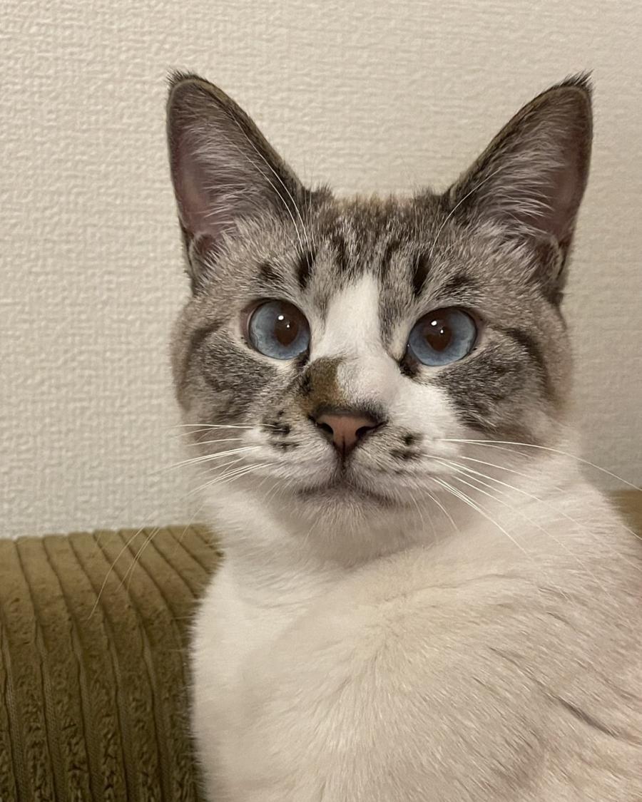 こゆき
